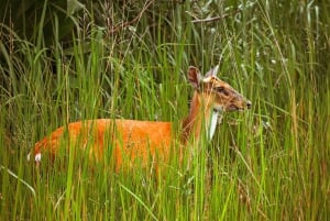 Bangkok: Khao Yai National Park Small Group Hiking Tour