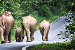 Bangkok: Khao Yai National Park Small Group Hiking Tour