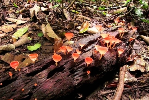 Bangkok: Khao Yai National Park with Horseback Ride Day Trip