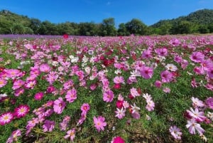 Bangkok: Tour particular em carro fretado pela natureza e vida selvagem de Khao Yai