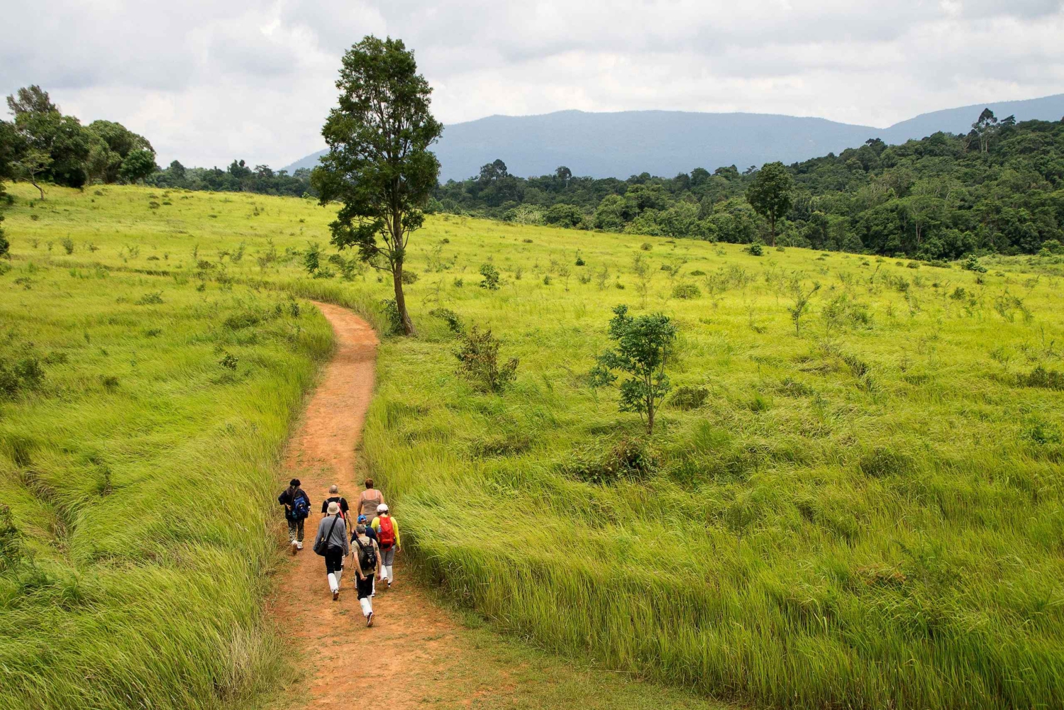 Bangkok: Cachoeiras de Khao Yai, observação de veados e caminhadas na selva