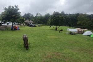 Bangkok: Khao Yai-vattenfall, hjortskådning och djungelvandringar