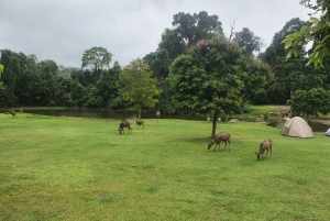 Bangkok: Cachoeiras de Khao Yai, observação de veados e caminhadas na selva