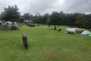 Bangkok: Cachoeiras de Khao Yai, observação de veados e caminhadas na selva