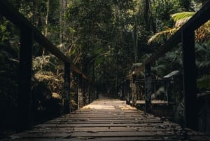 Bangkok: Cachoeiras de Khao Yai, observação de veados e caminhadas na selva