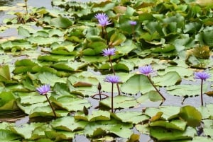 Bangkok: Lotus Fields, Orchid Farm, and Flower Market Tour