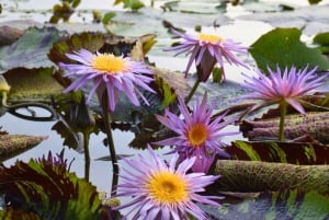 Bangkok: Lotus Fields, Orchid Farm, and Flower Market Tour