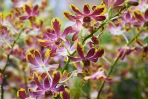 Bangkok: Lotus Fields, Orchid Farm, and Flower Market Tour