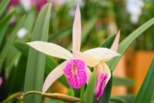 Bangkok: Lotus Fields, Orchid Farm, and Flower Market Tour