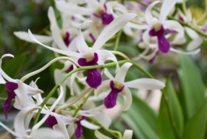 Bangkok: Lotus Fields, Orchid Farm, and Flower Market Tour