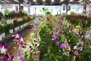 Bangkok: Lotus Fields, Orchid Farm, and Flower Market Tour