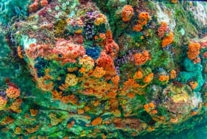 Bangkok: Excursión de un día a la Isla de Nemo con fotos de drones y almuerzo