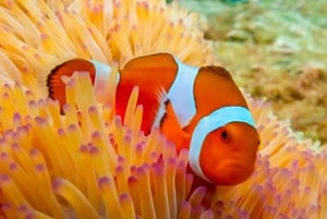 Bangkok: Excursión de un día a la Isla de Nemo con fotos de drones y almuerzo