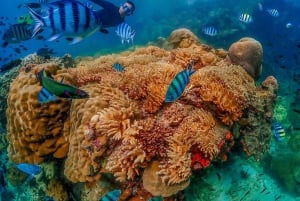 Bangkok: Excursión de un día a la Isla de Nemo con fotos de drones y almuerzo