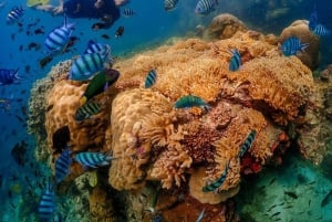 Bangkok: Excursión de un día a la Isla de Nemo con fotos de drones y almuerzo