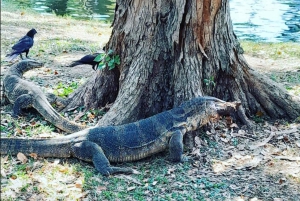 Bangkok: Trevligt och enkelt, lokalt transportsystem och god mat