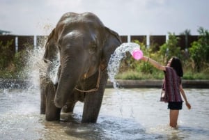 Bangkok: Pattaya Olifanten Jungle Heiligdom Halve Dag Tour