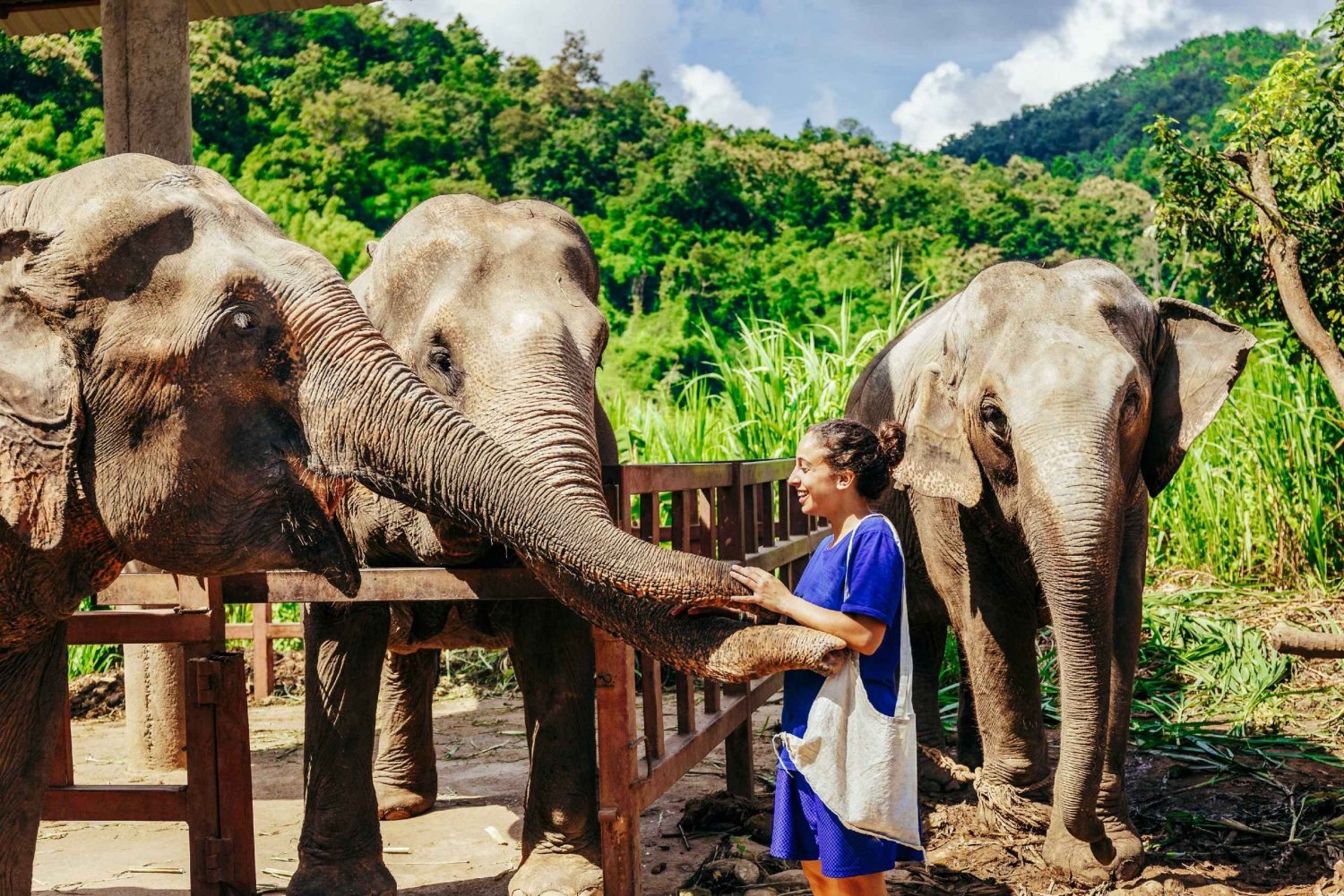 Bangkok: Pattaya Elephant Sanctuary & Sanctuary of Truth (elefantreservat og sannhetens helligdom)