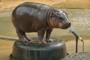 Bangkok/Pattaya: Private Tour zum Khao Kheow Zoo mit Abholung