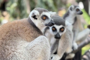 Bangkok/Pattaya: Private Tour zum Khao Kheow Zoo mit Abholung