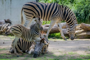 Bangkok/Pattaya: Private Tour zum Khao Kheow Zoo mit Abholung