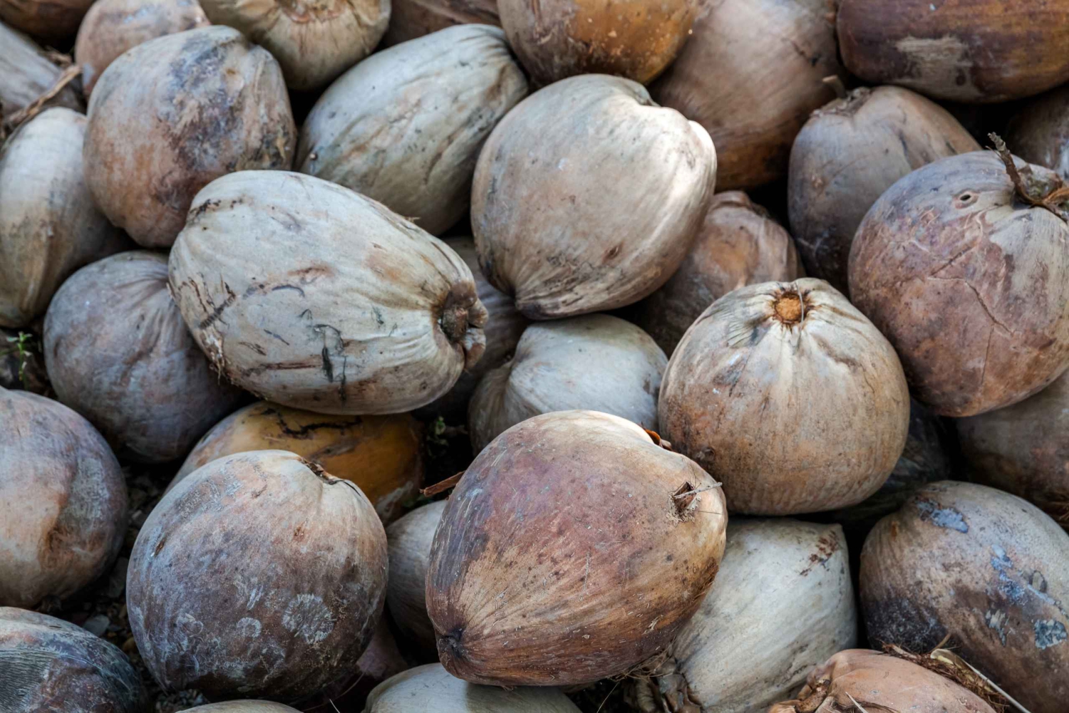 Bangkok: Privé auto huren naar Damnoen Saduak drijvende markt