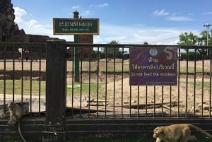 Bangkok: Wypożycz prywatny samochód do miasta małp Lopburi