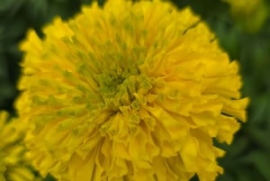 Bangkok: Private City Highlights Tour with Guide