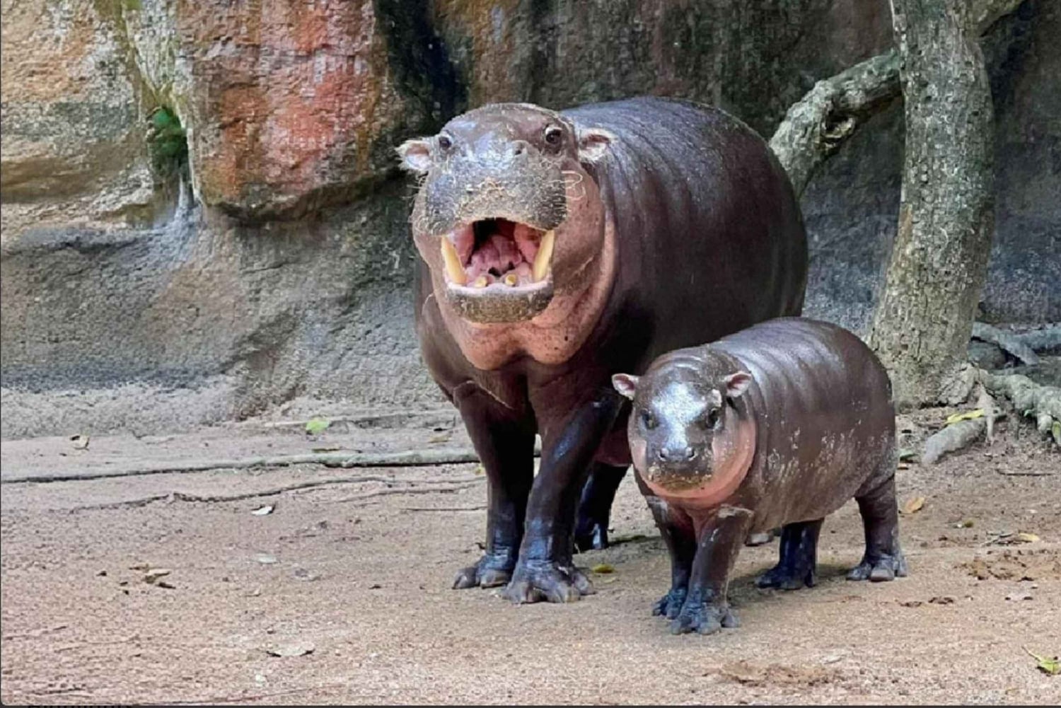 Bangkok: Prywatny transfer do otwartego zoo Khao Kaew (Moo Deng)