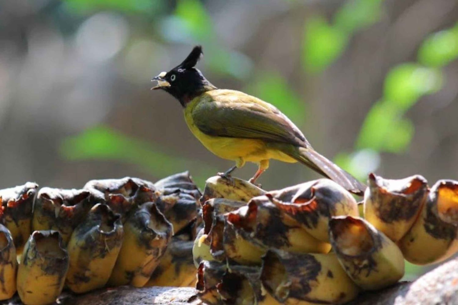 Bangkok: Prywatny transfer do otwartego zoo Khao Kaew (Moo Deng)