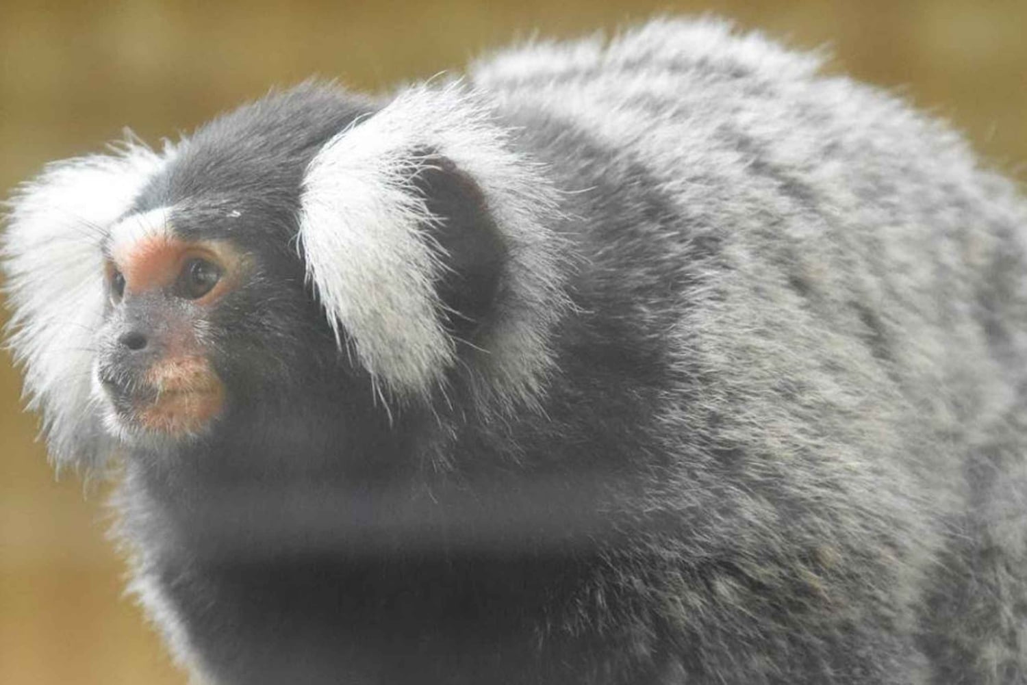 Bangkok: Prywatny transfer do otwartego zoo Khao Kaew (Moo Deng)