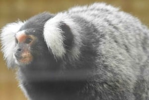 Bangkok: Prywatny transfer do otwartego zoo Khao Kaew (Moo Deng)