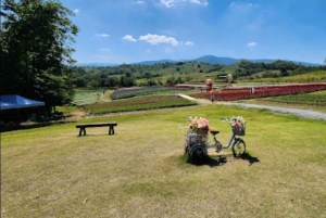 Bangkokissa: Bangkok: Yksityinen Khao Yai päiväretki