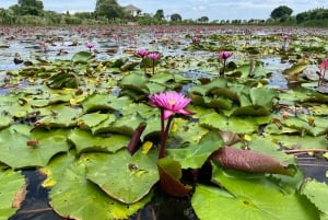 Бангкок: однодневная экскурсия на рынок Красного Лотоса и в древний Аюттайю