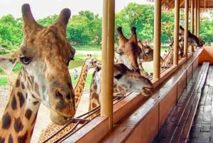 Bangkok: Safari Park & Marine Park Ticket with Buffet Lunch