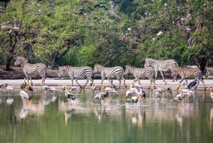 Bangkok: Biglietto d'ingresso al Safari World e al Parco Marino e trasferimento