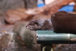 Бангкок: входной билет в SEA LIFE Bangkok Ocean World