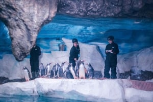 Бангкок: входной билет в SEA LIFE Bangkok Ocean World