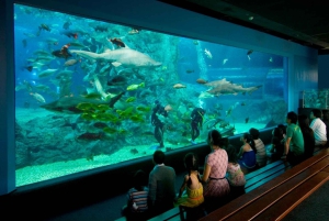 Бангкок: входной билет в SEA LIFE Bangkok Ocean World