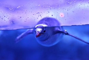 Бангкок: входной билет в SEA LIFE Bangkok Ocean World