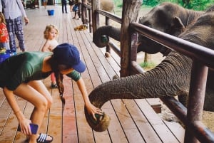 Bangkok: Elephants World & Erawan Waterfall in Kanchanaburi