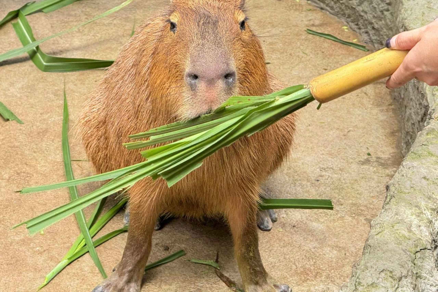 バンコクからムーデンまで：カオキアオ動物園へのプライベート送迎