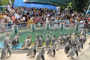 Bangkok to Moo Deng: Private Transfer To Khao Kheow Zoo