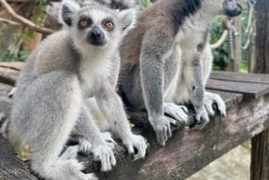 バンコクからムーデンまで：カオキアオ動物園へのプライベート送迎