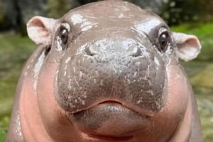 バンコクからムーデンまで：カオキアオ動物園へのプライベート送迎