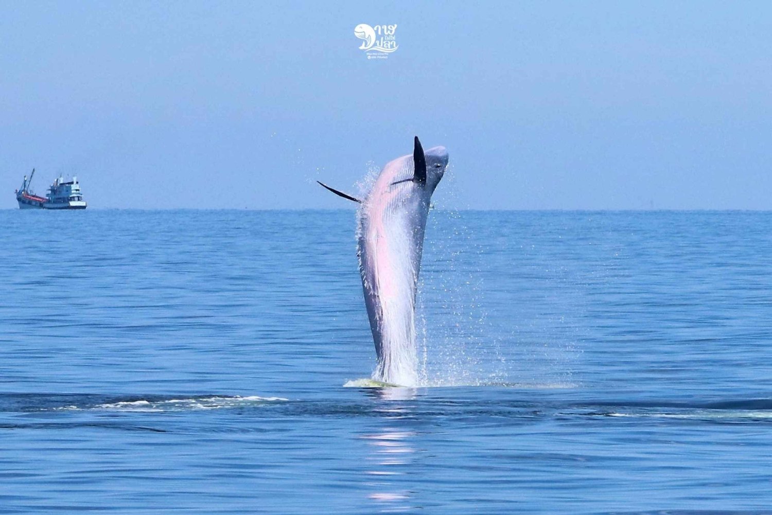 Bangkok: Experiencia de avistamiento de ballenas con desayuno y almuerzo