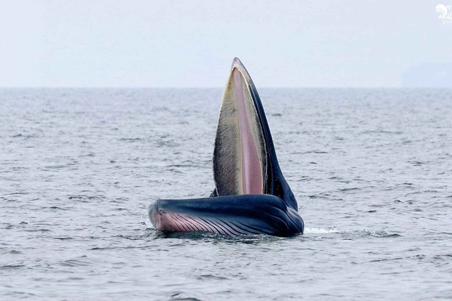 Bangkok: Obserwacja wielorybów ze śniadaniem i lunchem