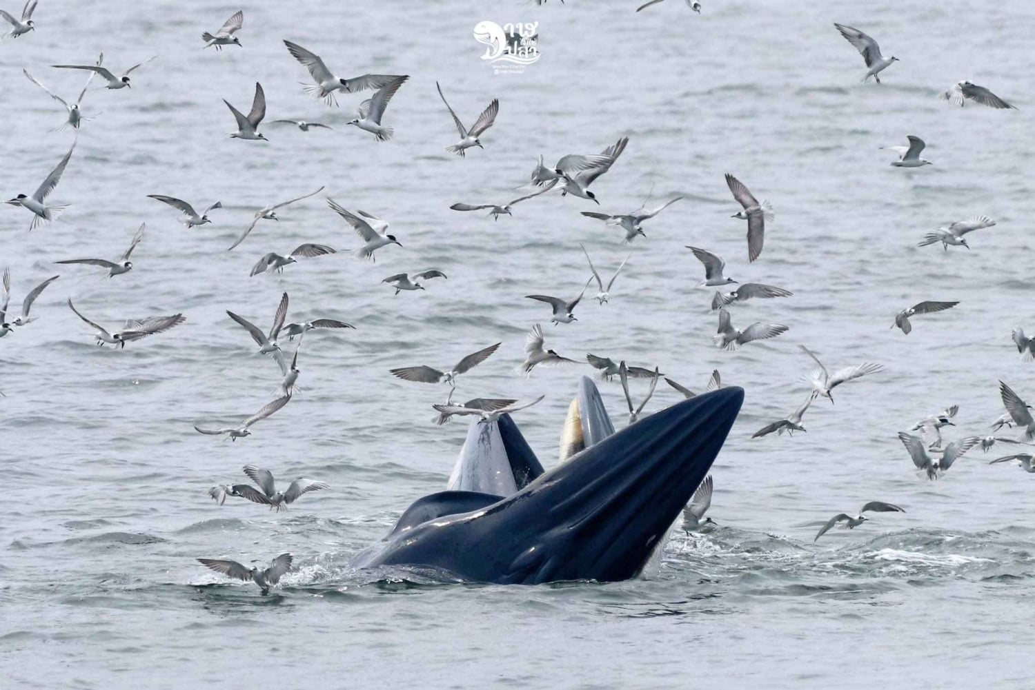 Bangkok: Obserwacja wielorybów ze śniadaniem i lunchem