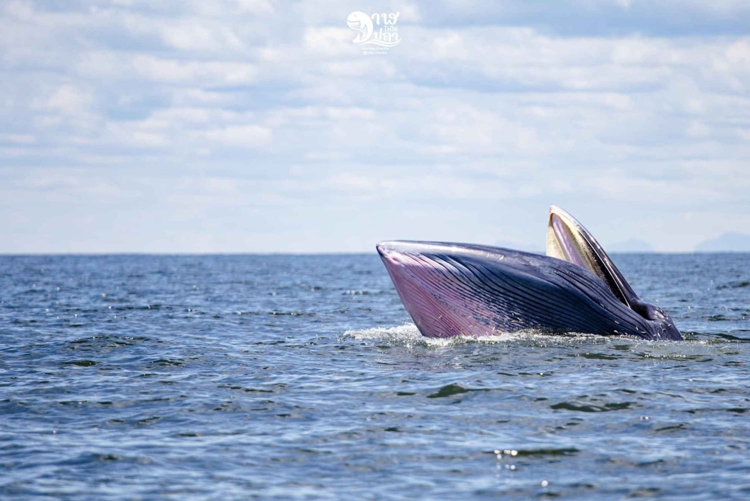 Bangkok: Obserwacja wielorybów ze śniadaniem i lunchem