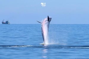 Bangkok: Valskådningsupplevelse med frukost och lunch
